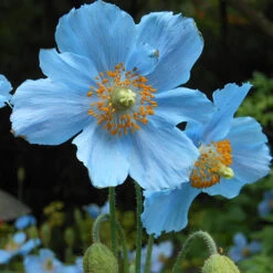 Blue Himalayan Poppy -Garden Centre Store 560486 2