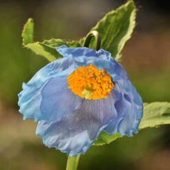 Blue Himalayan Poppy -Garden Centre Store 560486 3