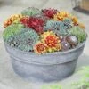 Ultimate 'Chick Charms' Sempervivums Collection