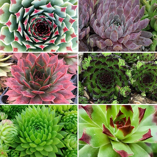 Ultimate 'Chick Charms' Sempervivums Collection 2 Ultimate 'Chick Charms' Sempervivums Collection - Image 2
