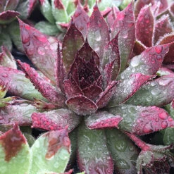 Ultimate 'Chick Charms' Sempervivums Collection 12 Ultimate 'Chick Charms' Sempervivums Collection -Garden Centre Store 560537 3