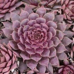 Ultimate 'Chick Charms' Sempervivums Collection 15 Ultimate 'Chick Charms' Sempervivums Collection -Garden Centre Store 560537 6