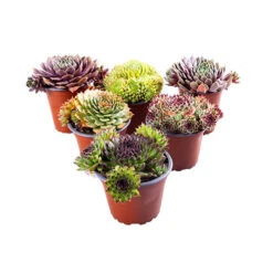 Ultimate 'Chick Charms' Sempervivums Collection 17 Ultimate 'Chick Charms' Sempervivums Collection -Garden Centre Store 560537 8