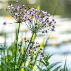 Pond Plant Collection -Garden Centre Store 560559 2