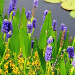 Pond Plant Collection -Garden Centre Store 560559 5