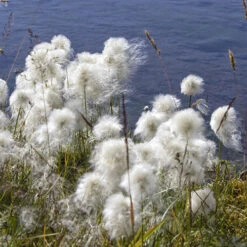 Pond Plant Collection -Garden Centre Store 560559 6