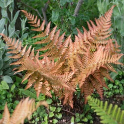 Colourful Hardy Fern Collection -Garden Centre Store 560578 2