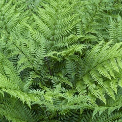 Colourful Hardy Fern Collection -Garden Centre Store 560578 3