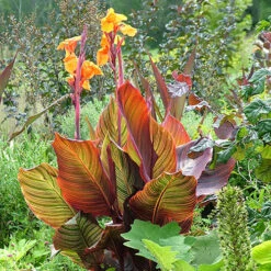 Canna 'Tropicanna' 9cm -Garden Centre Store 560606 2