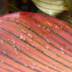 Canna 'Tropicanna' 9cm -Garden Centre Store 560606 3