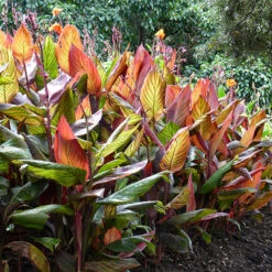 Canna 'Tropicanna' 9cm -Garden Centre Store 560606 4