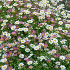 Erigeron Karvinskianus 'Profusion' Mexican Fleabane