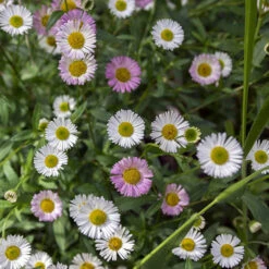 Erigeron Karvinskianus 'Profusion' Mexican Fleabane -Garden Centre Store 560640 2