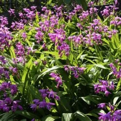 Bletilla Striata 'Blue Dragon' -Garden Centre Store 560650 2