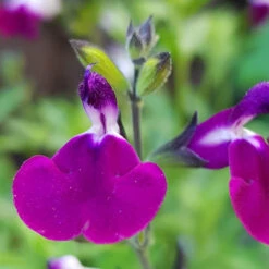 Salvia 'Lips' Collection 9 Salvia 'Lips' Collection -Garden Centre Store 560668 2