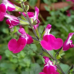 Salvia 'Lips' Collection 10 Salvia 'Lips' Collection -Garden Centre Store 560668 3
