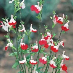 Salvia 'Lips' Collection 11 Salvia 'Lips' Collection -Garden Centre Store 560668 4
