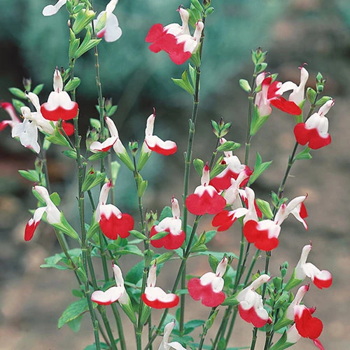 Salvia 'Lips' Collection 5 Salvia 'Lips' Collection - Image 5