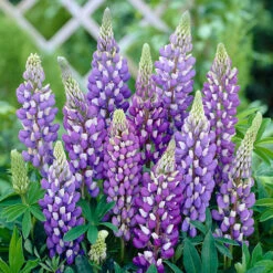 Hardy Lupin 'Gallery' Series -Garden Centre Store 560709 3