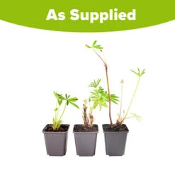 Hardy Lupin 'Gallery' Series -Garden Centre Store 560709 4