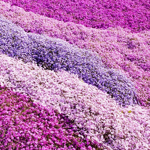 Carpet Phlox Collection 1 Carpet Phlox Collection