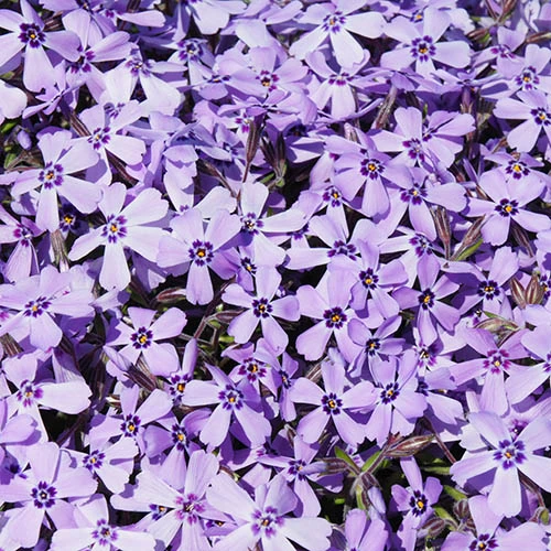 Carpet Phlox Collection 4 Carpet Phlox Collection - Image 4