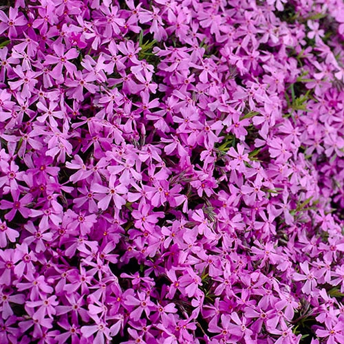 Carpet Phlox Collection 5 Carpet Phlox Collection - Image 5