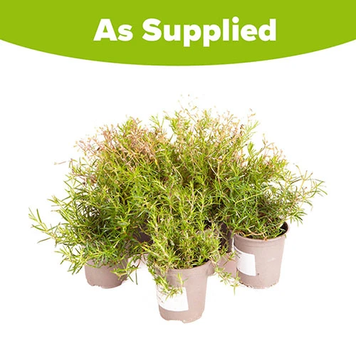 Carpet Phlox Collection 6 Carpet Phlox Collection - Image 6