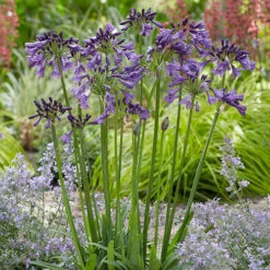 Agapanthus 'Poppin Purple' 10 Agapanthus 'Poppin Purple' -Garden Centre Store 560829 3