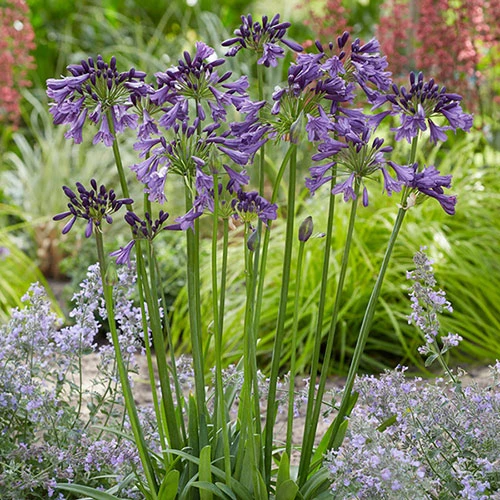 Agapanthus 'Poppin Purple' 4 Agapanthus 'Poppin Purple' - Image 4