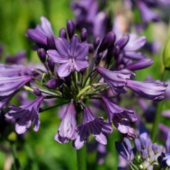 Agapanthus 'Poppin Purple' 13 Agapanthus 'Poppin Purple' -Garden Centre Store 560829 6