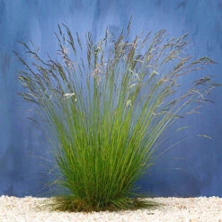 Festuca 'Sunrise' 11 Festuca 'Sunrise' -Garden Centre Store 560942 2