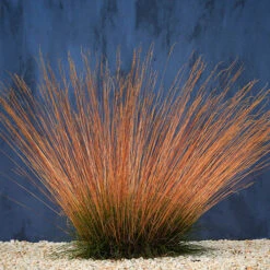 Festuca 'Sunrise' 12 Festuca 'Sunrise' -Garden Centre Store 560942 3