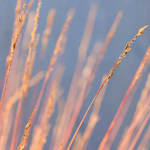 Festuca 'Sunrise' 6 Festuca 'Sunrise' - Image 6