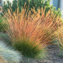 Festuca 'Sunrise' 15 Festuca 'Sunrise' -Garden Centre Store 560942 6