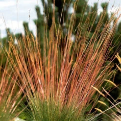 Festuca 'Sunrise' 16 Festuca 'Sunrise' -Garden Centre Store 560942 7