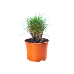 Festuca 'Sunrise' 17 Festuca 'Sunrise' -Garden Centre Store 560942 8