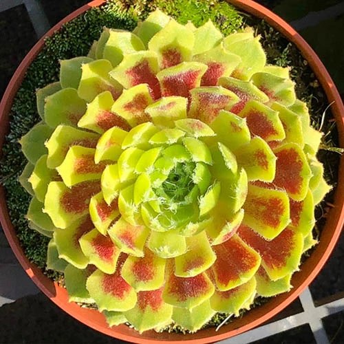 Sempervivum 'Lemon Flare' 3 Sempervivum 'Lemon Flare' - Image 3