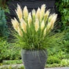 Cortaderia 'Tiny Pampa'