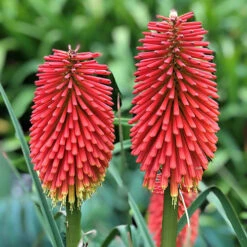 Kniphofia Flamenco 'Red Hot Poker' -Garden Centre Store 560996 2