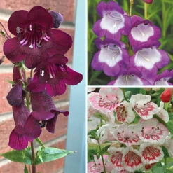 Penstemon Mix