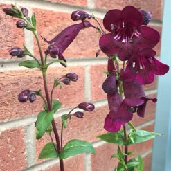 Penstemon Mix -Garden Centre Store 561030 2