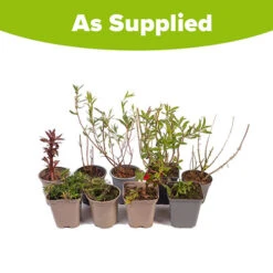 Hardy Perennial Plant Lucky Dip -Garden Centre Store 561046 5