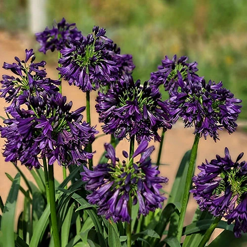 Agapanthus 'Black Jack' 3 Agapanthus 'Black Jack' - Image 3