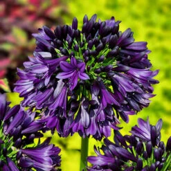 Agapanthus 'Black Jack' 8 Agapanthus 'Black Jack' -Garden Centre Store 561057 3