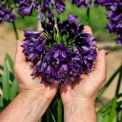 Agapanthus 'Black Jack' 9 Agapanthus 'Black Jack' -Garden Centre Store 561057 4