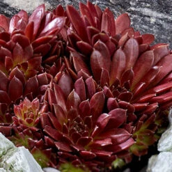 Sempervivum Mix -Garden Centre Store 561061 2