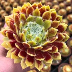 Sempervivum Mix -Garden Centre Store 561061 3