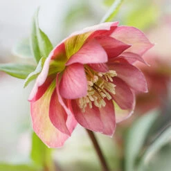 Hellebore Double Ellen