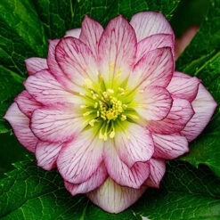 Hellebore Double Collection 9cm X 6 -Garden Centre Store 561065 2